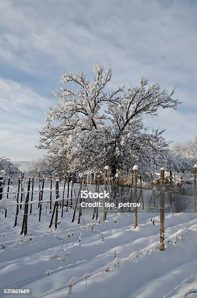 Winter Tale In The Fields Of Northern Bulgaria Stock Photo - Download Image Now - 2015, Agricultural Field, Beauty