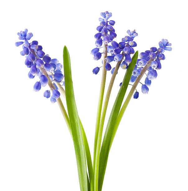 istock fresh muscari grape hyacinth flowers 531861776