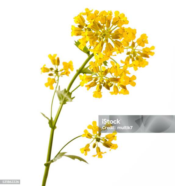 Flowering Barbarea Vulgaris Or Yellow Rocket Plant Stock Photo - Download Image Now - Oilseed Rape, Canola, Flower