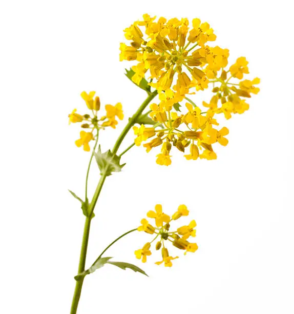 Flowering Barbarea vulgaris or Yellow Rocket plant (Cruciferae, Brassicaceae) close up isolated on white