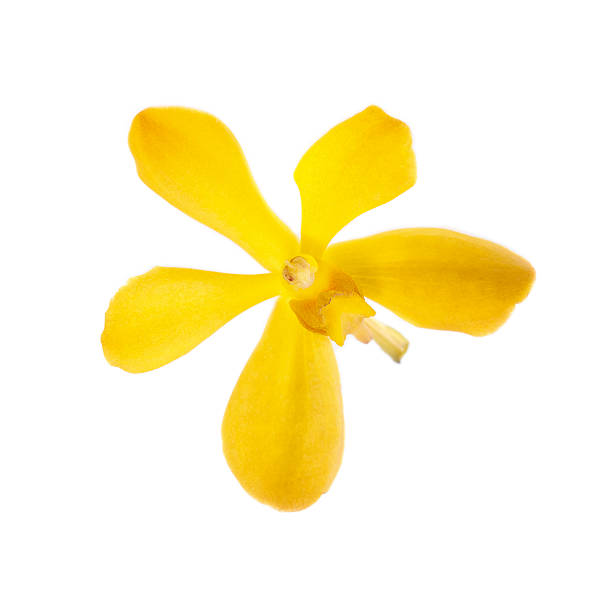 istock Yellow orchid isolated on white 531862357