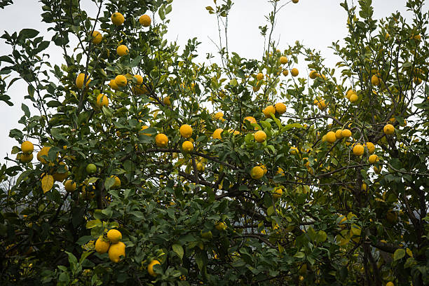 istock Lemons and lemon trees, Peloponnese, Greece 531862749