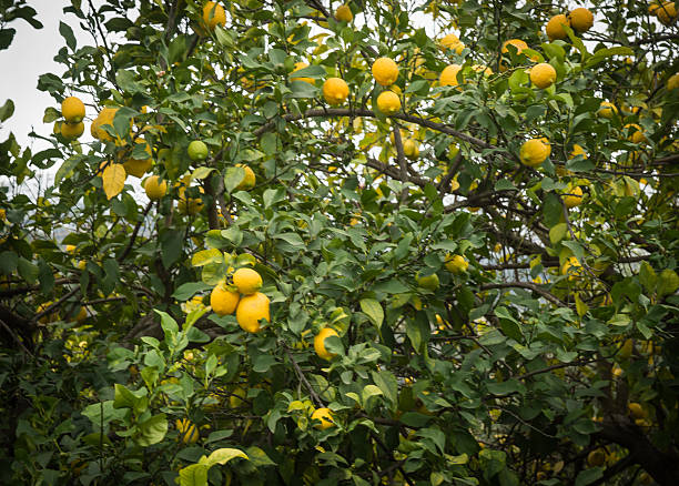 istock Lemons and lemon trees, Peloponnese, Greece 531862769