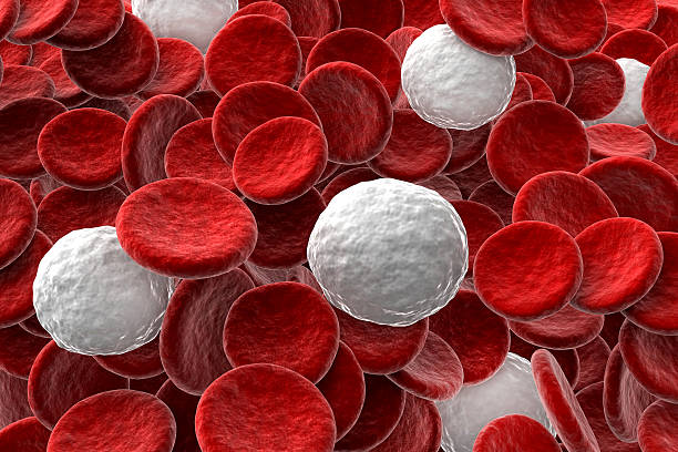 istock Red and white blood cells 531862877