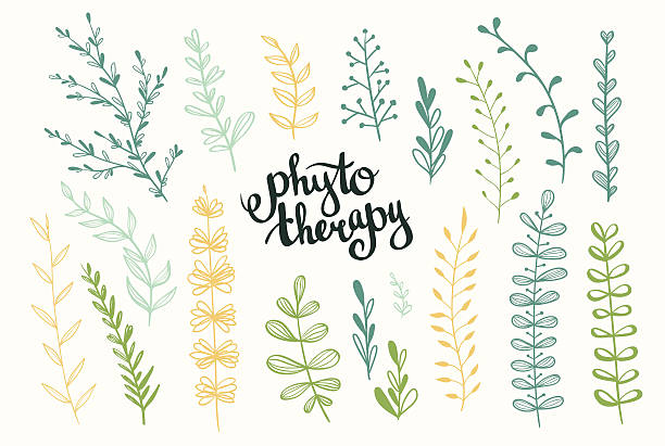 illustrazioni stock, clip art, cartoni animati e icone di tendenza di fitoterapia sfondo. elegante scritta " phytotherapy". - herbal medicine recovery herb human hand