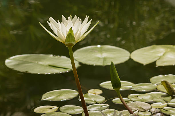 istock white water lily flower and buds 531863411