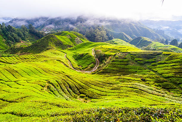 istock Tea plantation in Cameron Highlands, Malaysia 531863638