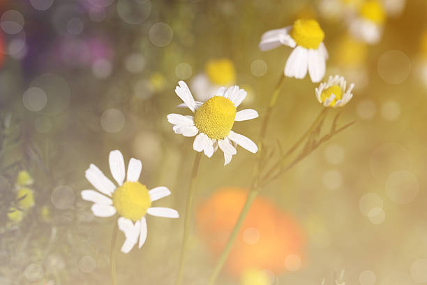 istock Abstract beautiful and colorful flowers with soft focus 531863984