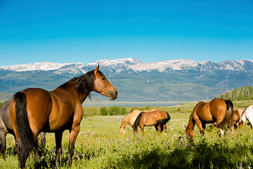 A young stallion eats grass against the backdrop of mountains. Horse in the Carpathians. Animal on the mountainside. Hungry horse eats green grass in sunny weather, mountain landscape. Livestock