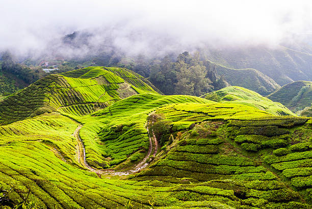 istock Tea plantation in Cameron Highlands, Malaysia 531864210