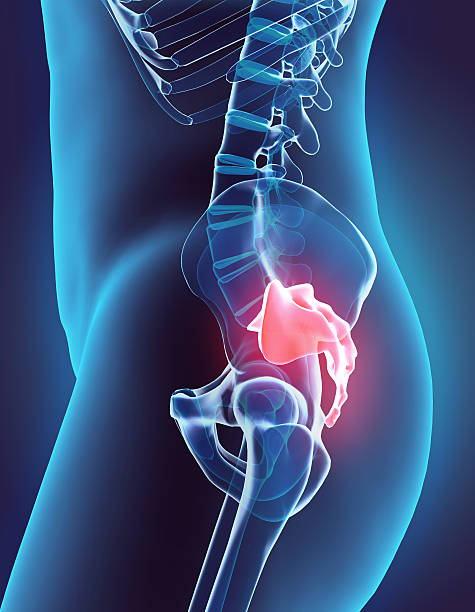 istock 3D illustration of Sacral Spine, medical concept. 531864596