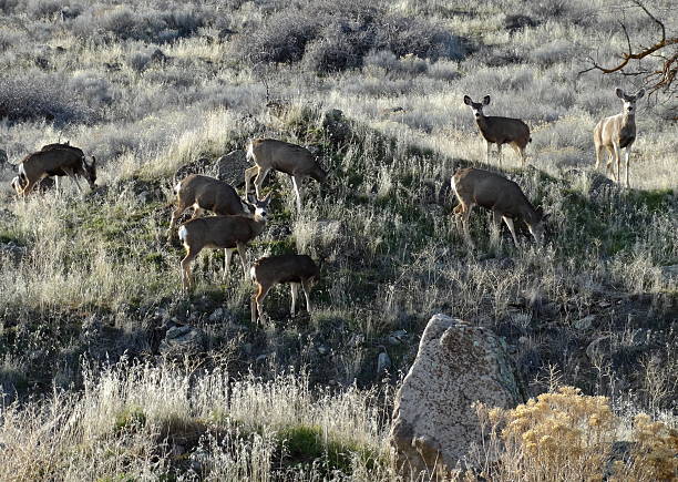 alce tule herd - tule lake national wildlife refuge fotografías e imágenes de stock