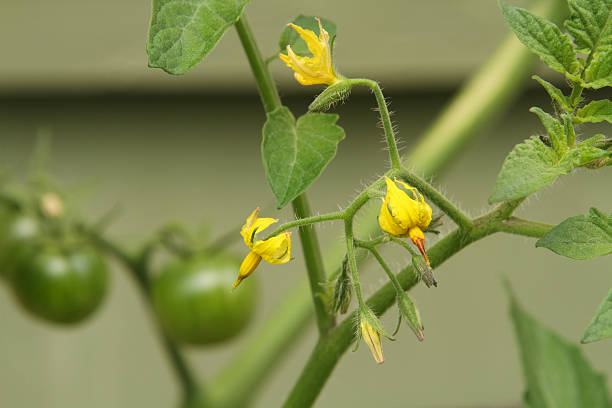 Tomato Blossoms. Green Tomatoes. Cherry tomatoes. Back yard gardens. Dayton, Ohio, USA.