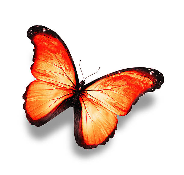 istock Orange bright butterfly, isolated on white 531865175