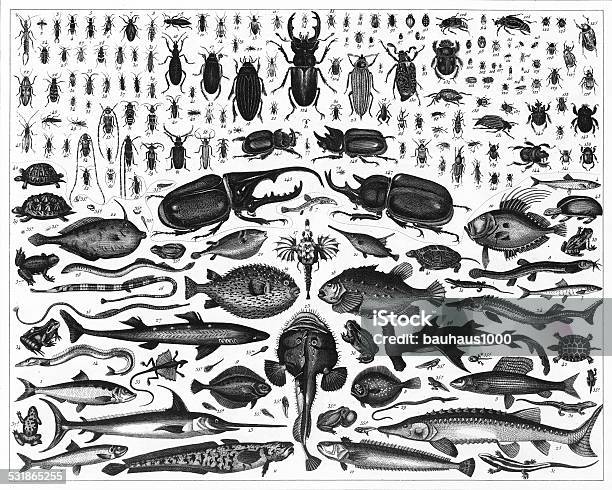 Fish And Insects Engraving Stock Illustration - Download Image Now - Insect, Chart, Animal