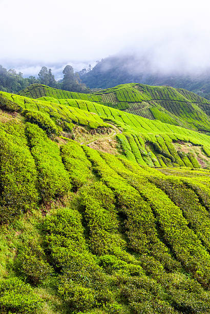 istock Tea plantation in Cameron Highlands, Malaysia 531865362