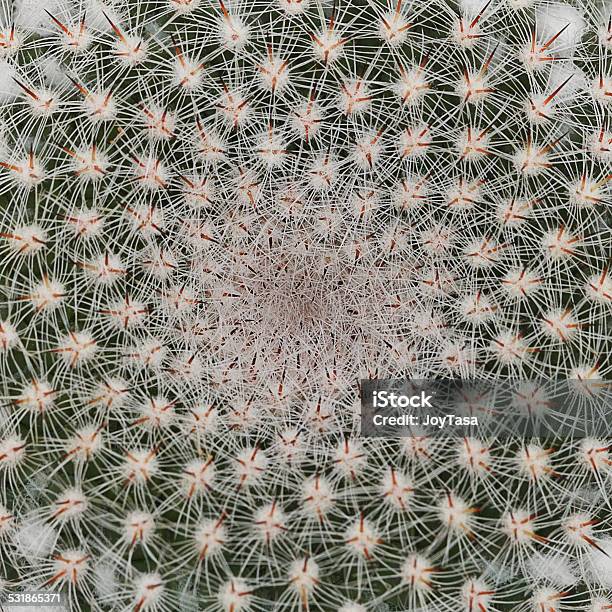 Cactus Texture Bottom Cactus Texture For Pattern And Background Stock Photo - Download Image ...