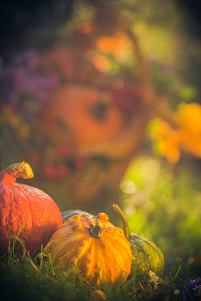 istock Gifts autumn garden pumpkins basket grass 531865524