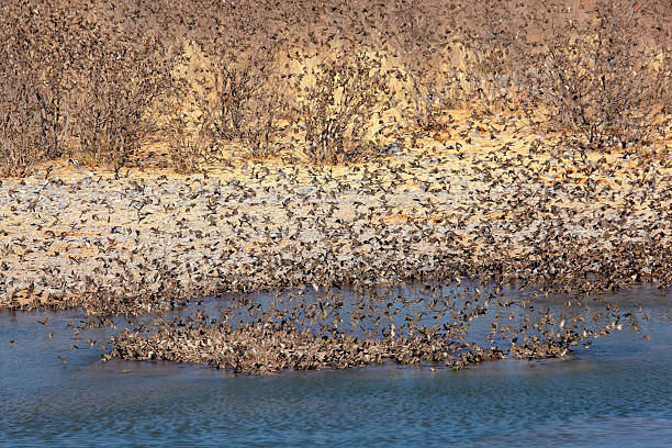 Red-billed Queleas Flock of red-billed Queleas (Quelea quelea) drinking water, Etosha National Park, Namibia flock of birds red billed weaver bird weaverbird africa stock pictures, royalty-free photos & images