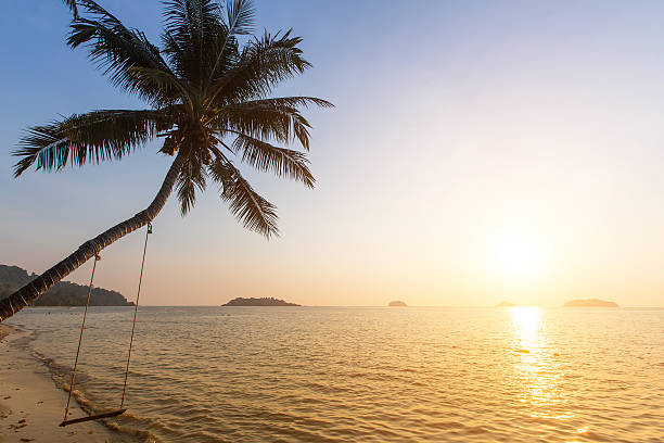 istock Palm tree on a tropical seaside during amazing sunset. 531866136