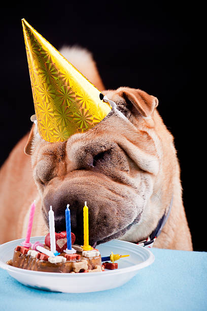 istock sharpei dog celebrating birthday 531866365