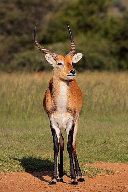 Handel Krympe budbringer Red Lechwe Antelope Stock Photo - Download Image Now - Red Lechwe, 2015,  Africa - iStock