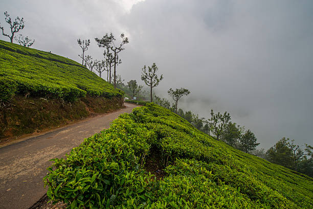 istock Driving across the Tea Gardens 531866811