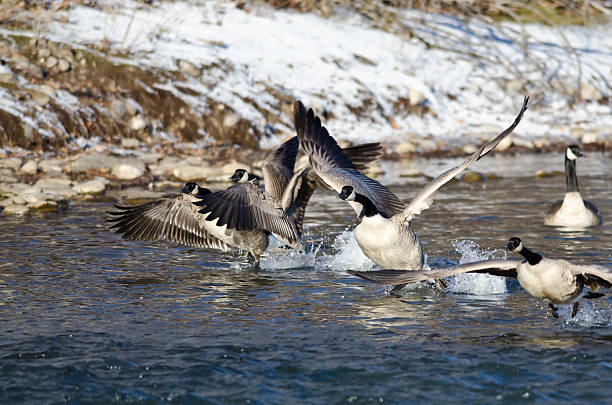 istock Flock of Canada Geese Taking Off from a Winter River 531866819