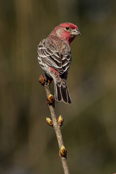 istock Red Breasted House Finch 531867333