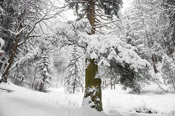 istock Hiking trail in winter 531867369