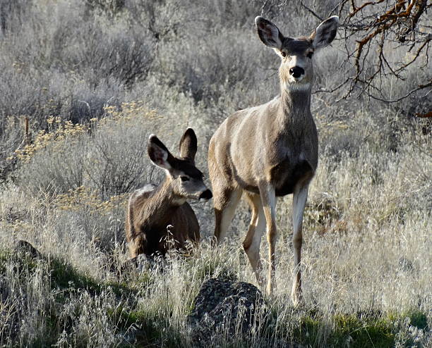 lac tule lake elk yeux - tule lake national wildlife refuge photos et images de collection