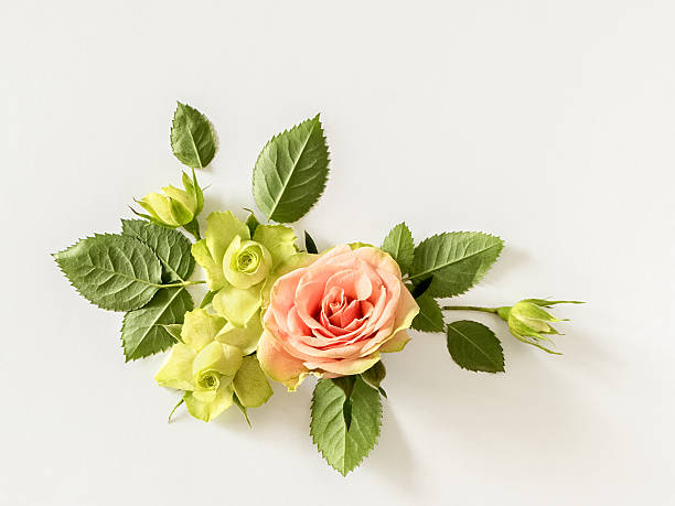 istock Roses and leaves on white background. overhead view 531867854