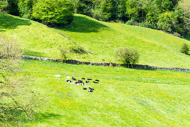 istock Cows in a field English Countryside 531867966