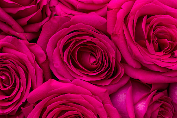 Bouquet of roses, natural light, Macro