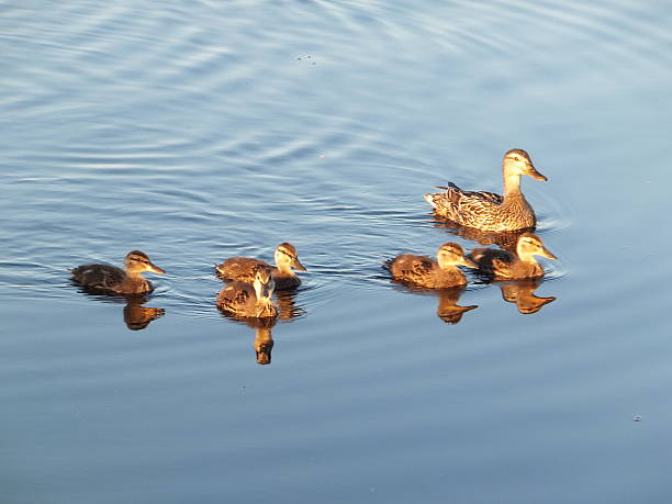 istock Mother duck and young swimming in a lake 531868193
