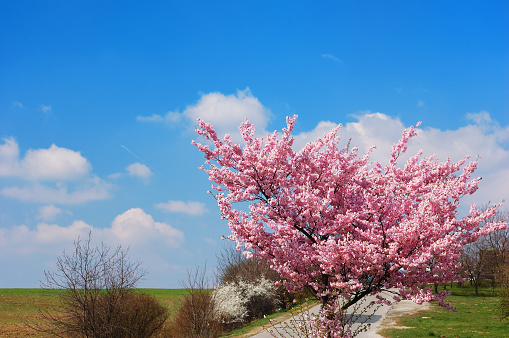 Spring picturesque landscape with green field and blooming cherry-tree against a cloudy blue sky