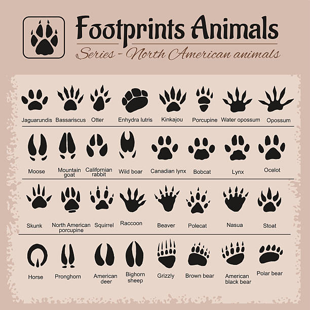 ścieżki zwierząt-north amerykański zwierząt - skunk stock illustrations