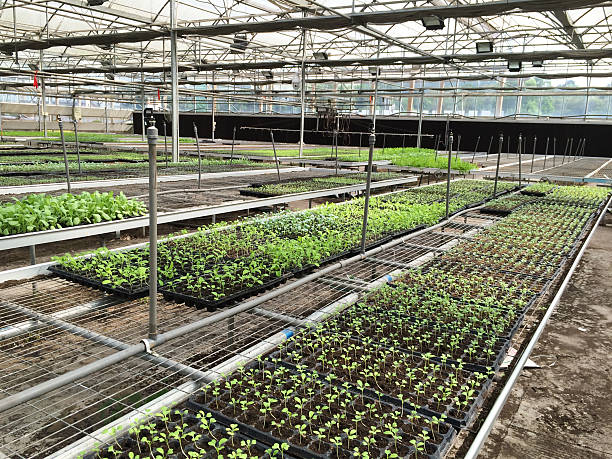 istock Young plants in greenhouse 531869572