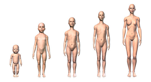 istock Female human body scheme of different ages stages. 531870496