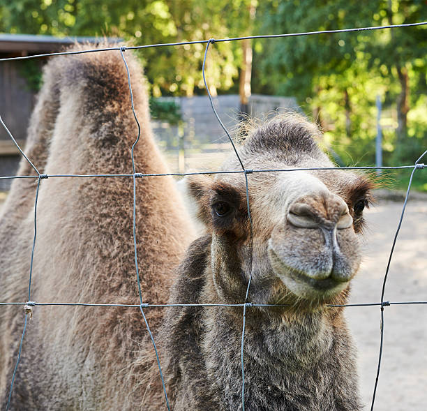 camelo bactriano para trás o fio vedação - bactrianus imagens e fotografias de stock