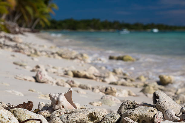 istock Old shell on sandy coral beach, Saona 531873254