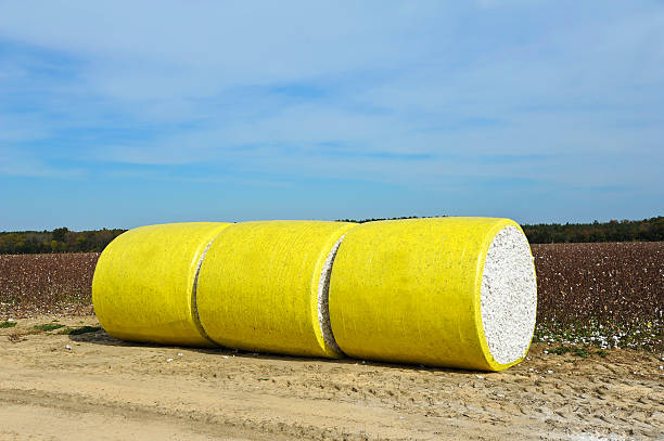istock Bale of Cotton 531883693