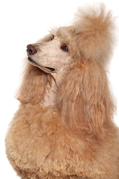 istock Apricot Standard Poodle portrait 531884397