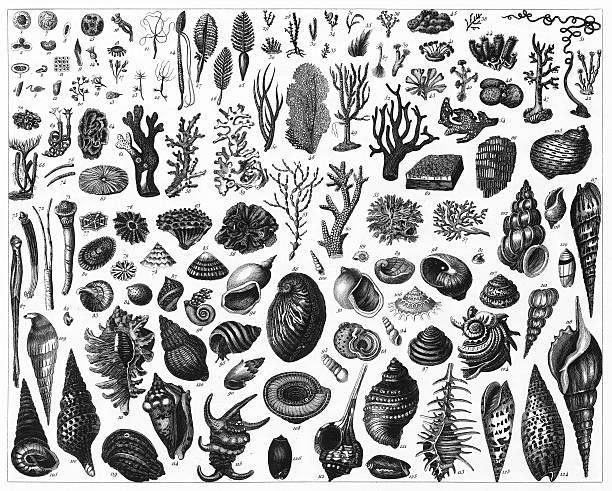 Black and White Sea life engraving Engraved illustrations of Representatives of the Phyla Protozoa, Porifera, Coelenterata and Mollusca from Iconographic Encyclopedia of Science, Literature and Art, Published in 1851. Copyright has expired on this artwork. Digitally restored. cnidarian stock illustrations