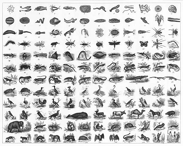 27,371 Animal Evolution Illustrations & Clip Art - iStock | Evolve, Darwin,  Animal growth