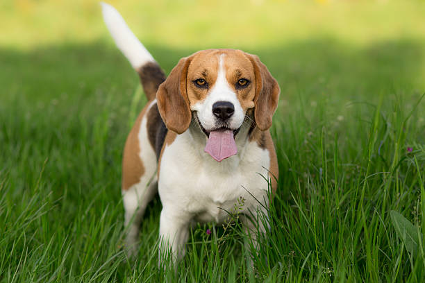 istock Beagle dog close up portrait 531885123