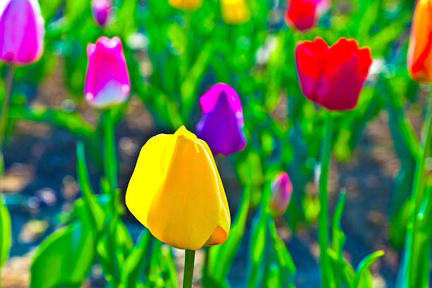 istock Spring field with blooming colorful tulips 531886473