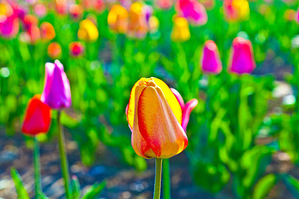 istock Spring field with blooming colorful tulips 531887293