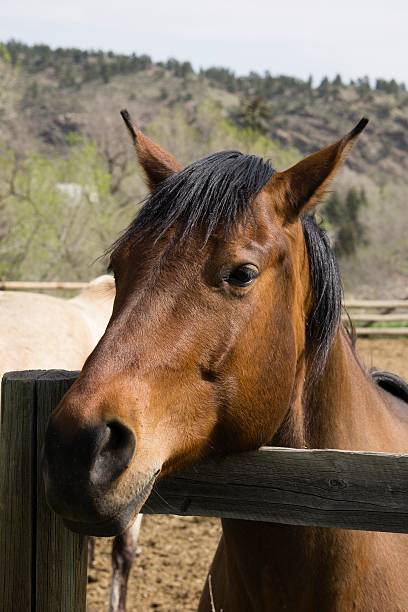 istock Horse Ranch, Colorado 531887803
