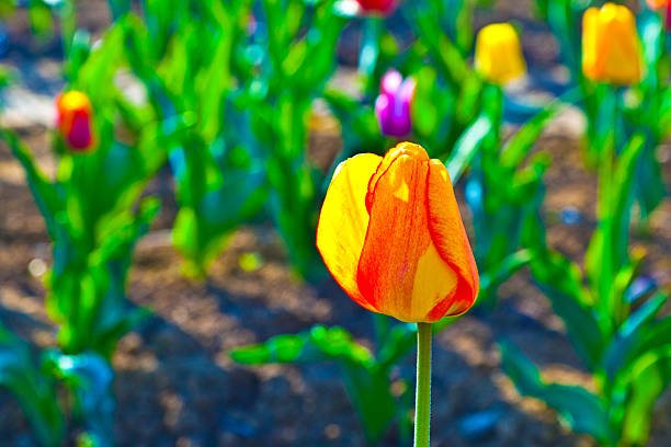 istock Spring field with blooming colorful tulips 531888037
